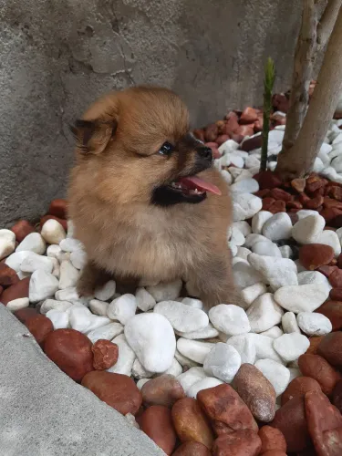 Esse Lulu está disponível macho 