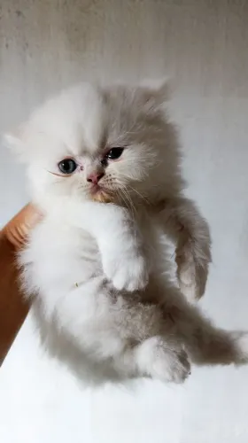 Filhotes de gato persa