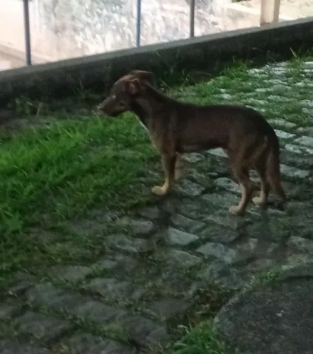 Doação responsável estou doando esse cachorro ssrd não tenho condições de criar já tenho