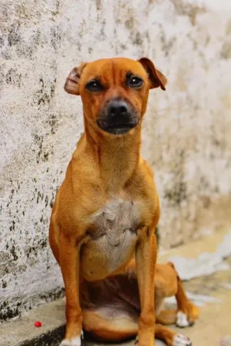 Pinscher com Vira lata 