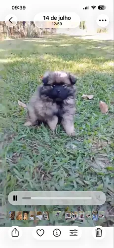 Spitz alemão anão