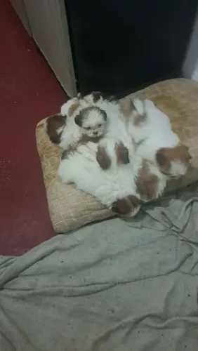 Shitzu