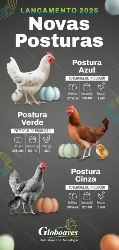 galinha poedeira 5 meses