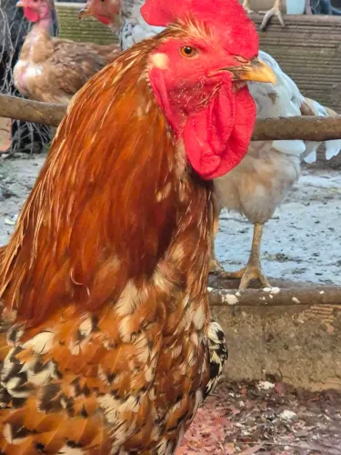 Vende-se galo GSB 