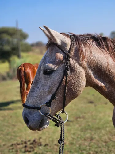 Cavalo Quarto de Milha Tordilho, Macho, 4 Anos - Recém-Domado