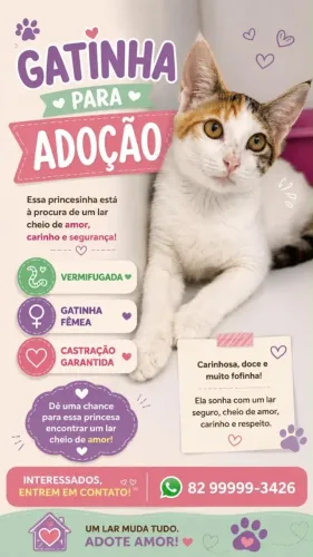 Gatinho  lindo pra. Adoção com segurança,com tela bem responsabilidade 