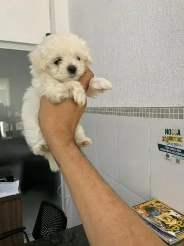 Maltês com Garantia de Saúde: Filhotes Saudáveis, Exames em Dia e Prontos para Sua Família
