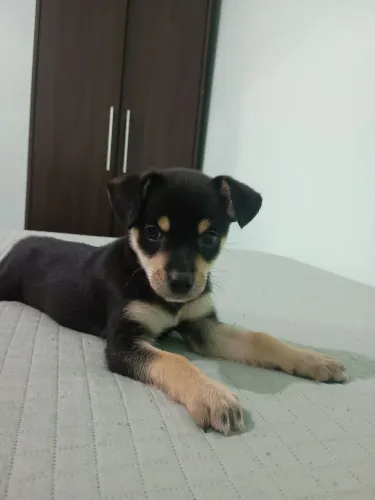 Doa-se cachorro - Fêmea