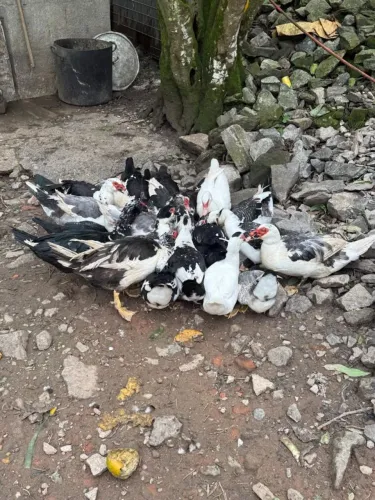 Pato