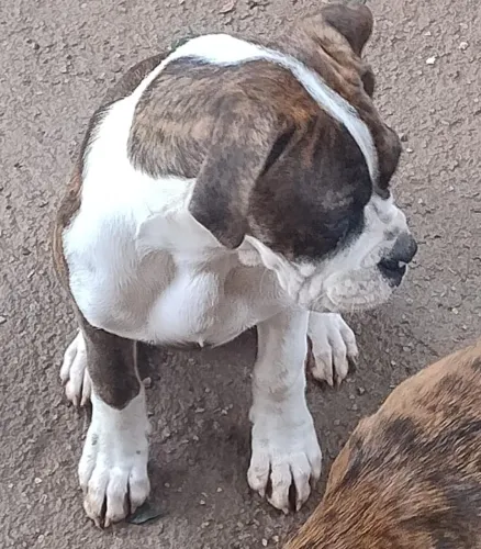 Filhote de boxer.