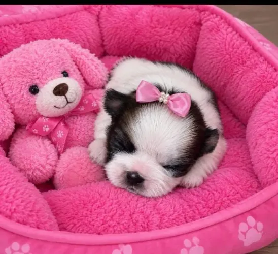 Cachorro