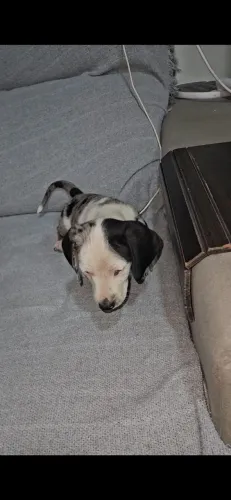 Filhote de dachshund
