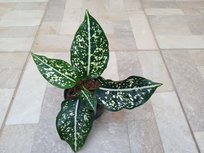 Aglaonema Costatum. Folhas Rara. 