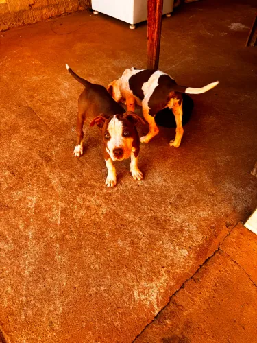 Vendo filhote de Pitbull puro, com três meses