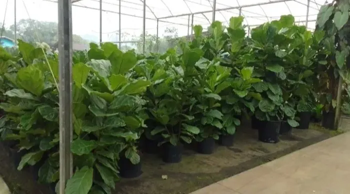 Ficus lyrata com 1.30 a 1.50 metro