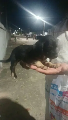 2 filhotes fêmea pra adoção responsável
