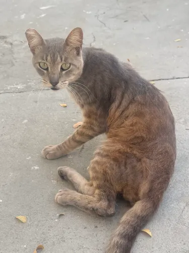Gato castrado para doação