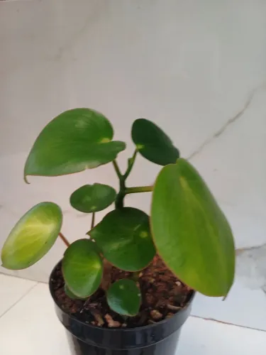 planta peperomia obtusifolia,