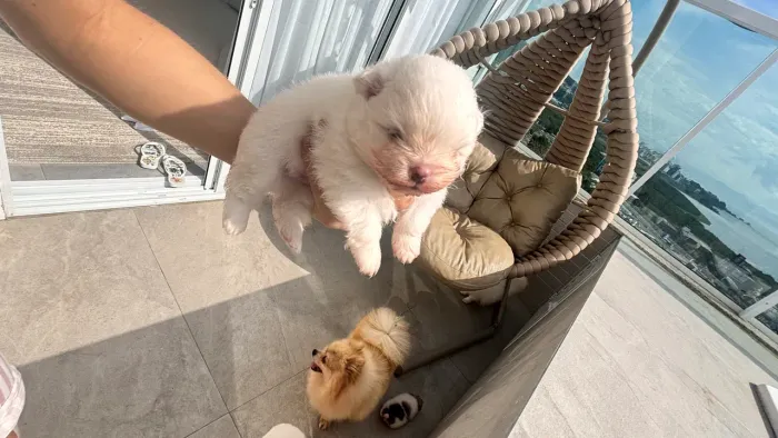 Lulu da pomerania/ spitz