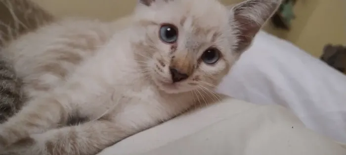Doaçãode uma gatinha