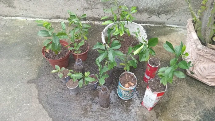 Mudas de tangerina pocam 