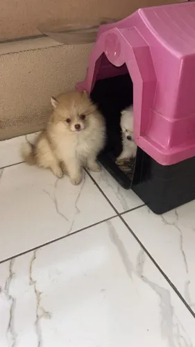 Spitz alemão macho
