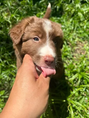 Filhote de border collie mini especialista em correria