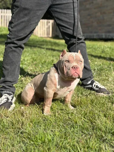 Vendo American Bully fêmea 
