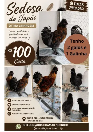 Galos e Galinha Sedosa do Japão 