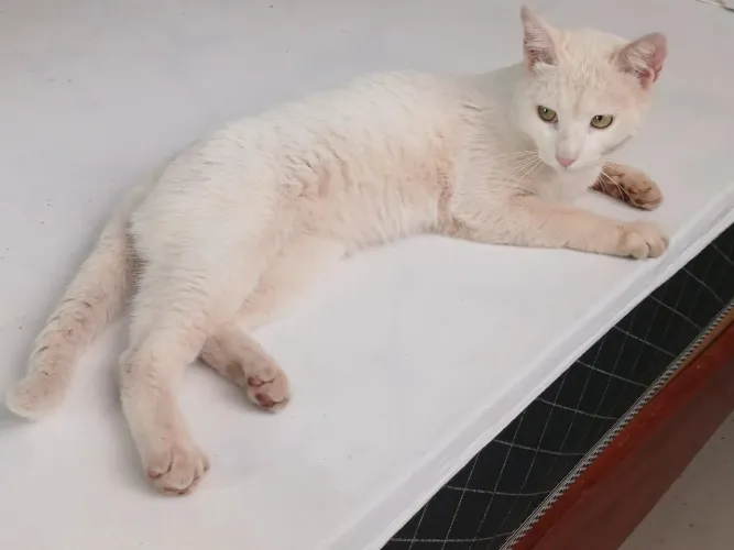 Gatinho abandonado pra doação 