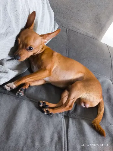 Pinscher Número 1