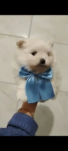 Macho Lulu da Pomerânia Spitz alemão 