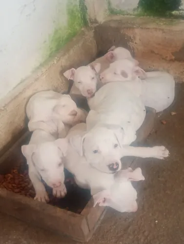 Vende se filhotes de Pit Bull