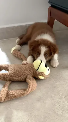 Border collie inteligente e ativo 