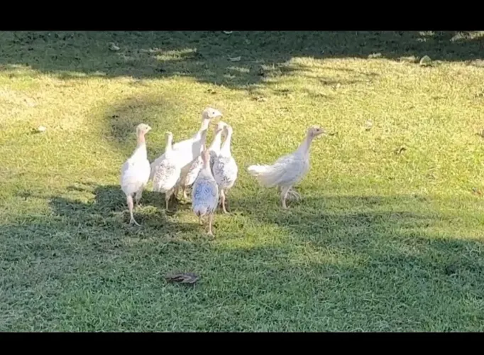 Filhotes de perus 