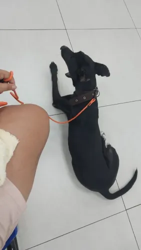 Doa-se 2 cachorros machos doceis, vira lata , facilitamos entrega