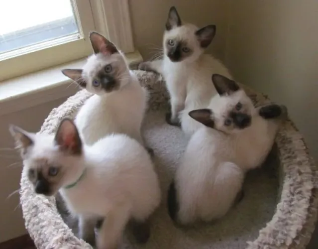 Seu filhote está aqui, Gatinhos fofos de raça