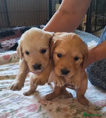 Cachorro filhote pelagem densa Golden Retriever