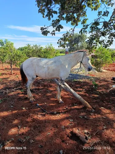 Cavalo a venda