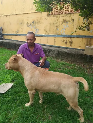 Pet