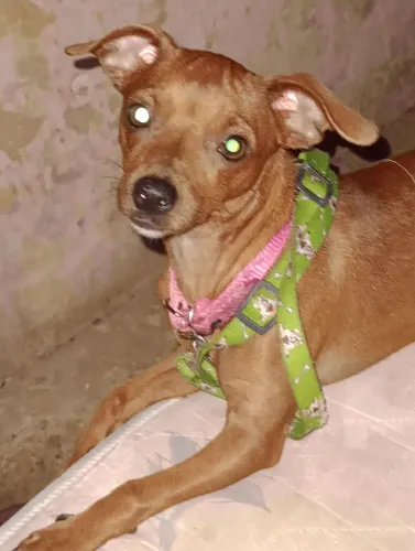 Estou vendendo essa pinça e fêmea r$ 400 é dócil gosta de criança e é bastante brincalhona