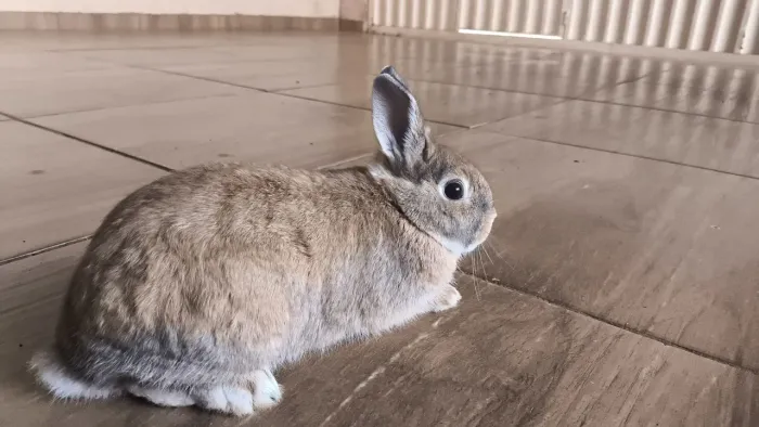 Coelhinho