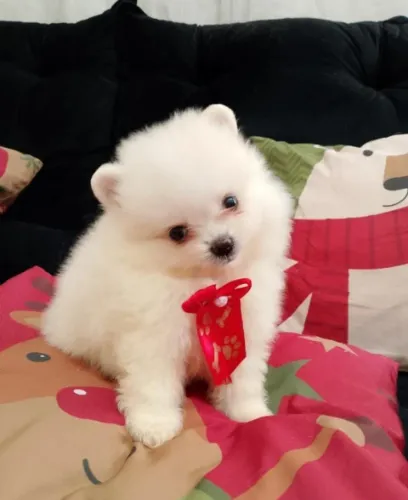 Lulu da pomerania