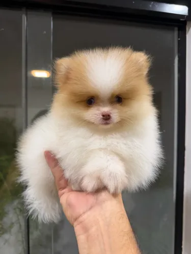 Spitz alemão anão ursinho pedigree CBKC 