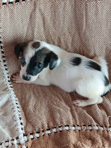 Doa se linda filhote, 2 meses, vacinada e vermifugada -Mooca SP