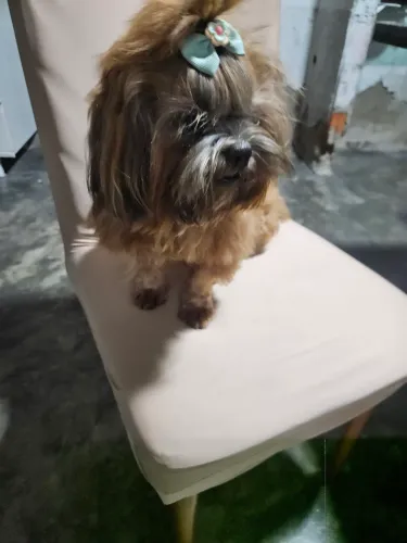 Shitzu macho