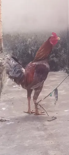 Vendo um Galo caipira