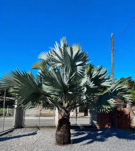 Palmeira azul 
