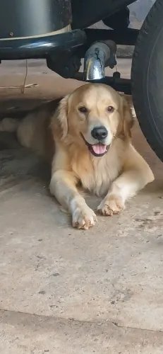 Doação RESPONSÁVEL Golden Retriever