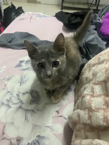 Doando Gatinha